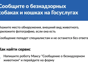 На «Госуслугах» запущен новый сервис, который позволяет оперативно передавать информацию о безнадзорных кошках и собаках.