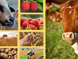 Информация о проведении конкурсного отбора заявителей для предоставления гранта «Агростартап» на реализацию проектов создания и (или) развития хозяйства из областного бюджета в форме субсидии в 2024 году