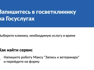 Как записать питомца к ветеринару на Госуслугах