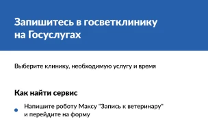 Как записать питомца к ветеринару на Госуслугах